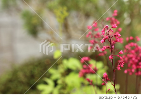 街灯のように 67545775