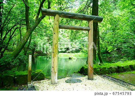 平泉寺白山神社　御手洗池　苔寺　初夏 67545793