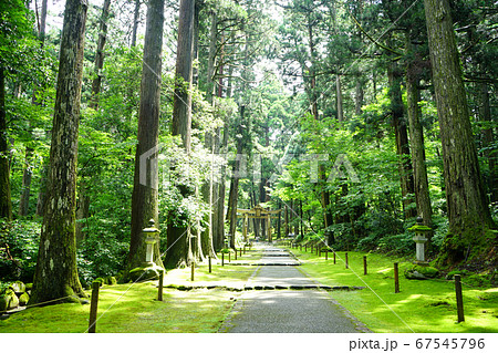 平泉寺白山神社 二の鳥居 苔寺 初夏 参道 平泉寺白山神社 二の鳥居 苔寺 初夏 参道 67545796
