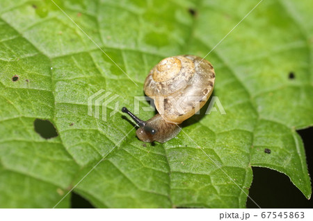 オナジマイマイ オナジマイマイ 67545863
