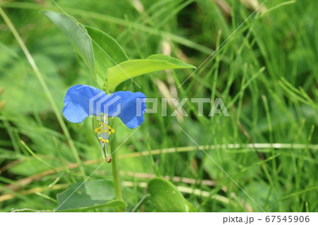 梅雨の季節に咲くツユクサ(露草) 梅雨の季節に咲くツユクサ(露草) 67545906