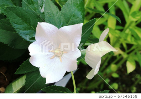 アポイキキョウ 咲きたて アポイキキョウ 咲きたて 67546159