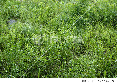 荒地　草原　野原　雑草　土地 67546219