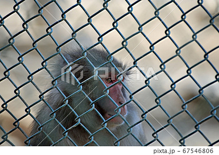 憂えてる日本猿 67546806