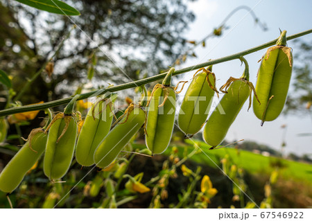 Row of green hairy pods of Sunn Hemp. 67546922