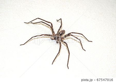 益虫 アシダカグモ　(Heteropoda venatoria) 67547016