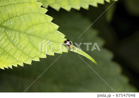 ヨツボシハムシ 67547046