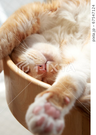 cat 67547124