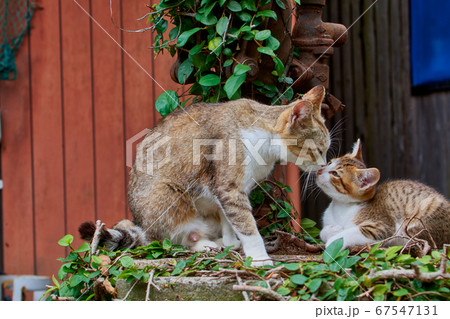 cat 67547131