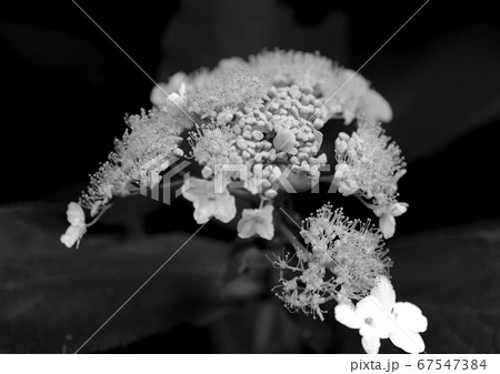 タマアジサイ 67547384