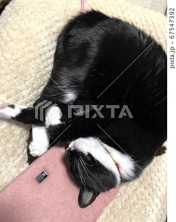 猫は電気あんかであたたまる 猫は電気あんかであたたまる 67547392