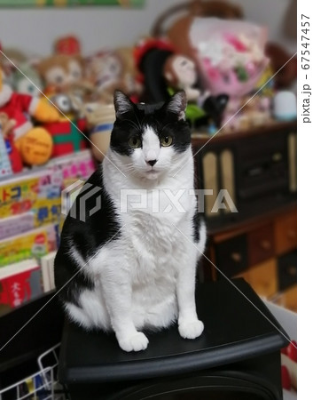 凛々しい猫 67547457