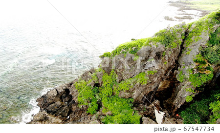 久米島のミーフガー 67547734