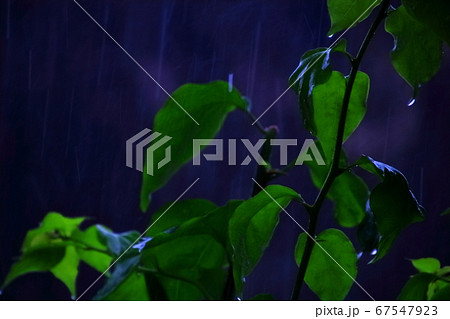 静かな夜の雨 67547923