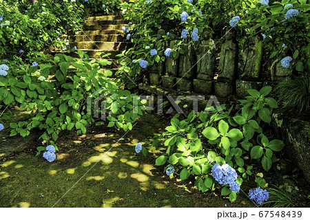 飯山市　高源院の石仏とアジサイ 67548439