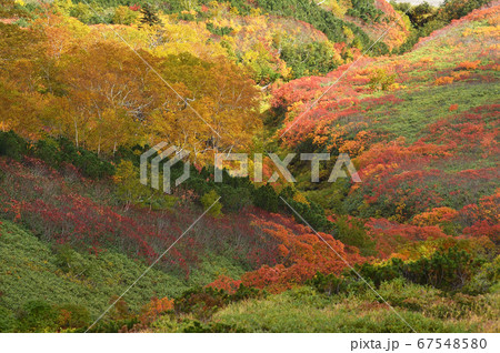 銀泉台の紅葉（北海道・上川町・大雪山系） 67548580