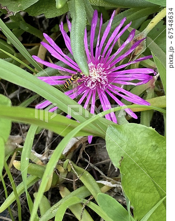 花びらに埋もれるチビ蜂 67548634