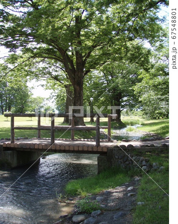 初夏の公園 信玄堤公園 初夏の公園 信玄堤公園 67548801