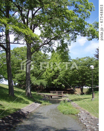 初夏の公園　信玄堤公園 67548803