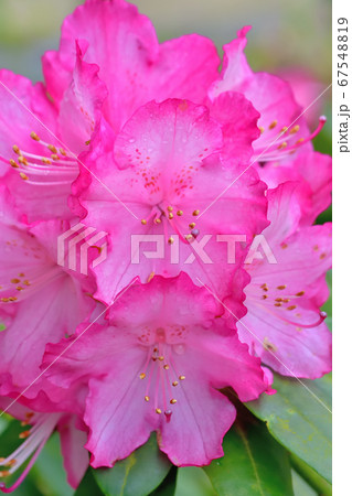 ピンク色の綺麗な花シャクナゲ 67548819