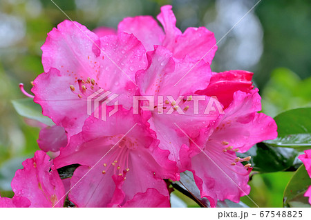 ピンク色の綺麗な花シャクナゲ 67548825