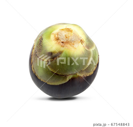 Asian Palmyra palm, Toddy palm, Sugar palm 67548843