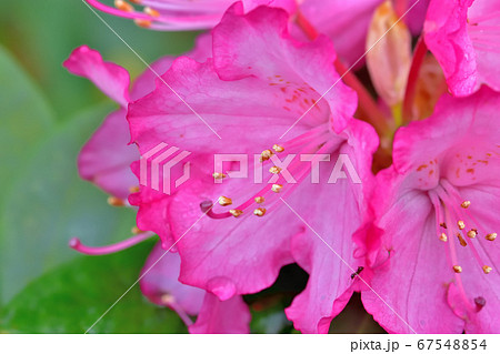 ピンク色の綺麗な花シャクナゲ 67548854