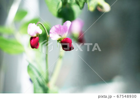 野菜　絹さやえんどうの花 67548930