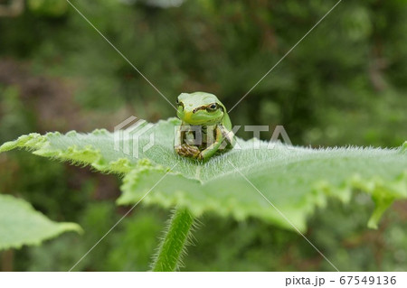 梅雨時の庭の家庭菜園のきゅうり の葉に乗っているアマガエルののどにかみついているゴミムシ 梅雨時の庭の家庭菜園のきゅうり の葉に乗っているアマガエルののどにかみついているゴミムシ 67549136
