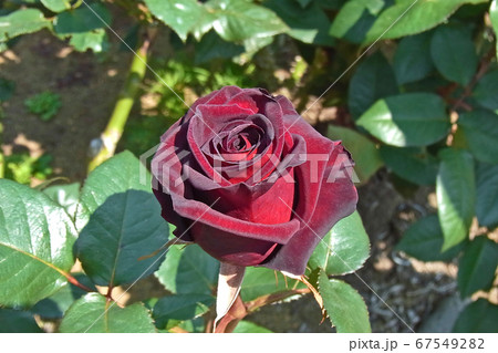 ビロードの様なバラ ブラック バカラの写真素材