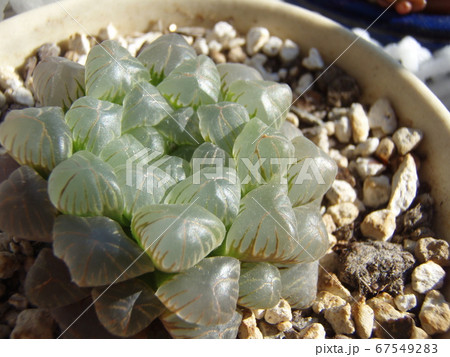 多肉植物　ハオルチアオブツーサ 67549283