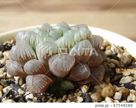 多肉植物　ハオルチアオブツーサ 67549289