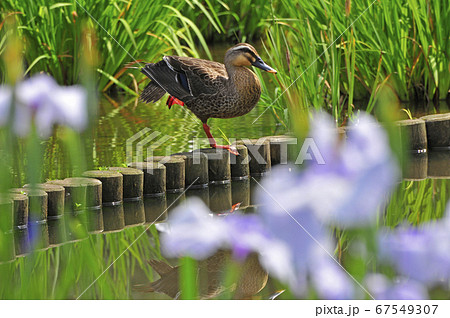菖蒲の花と羽繕いをするカルガモのオス 67549307