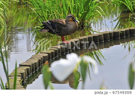 菖蒲の花と羽繕いをするカルガモのオス 67549309