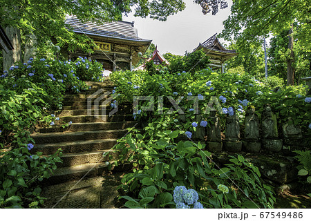 飯山市　高源院の山門　鍾塔とアジサイ 67549486