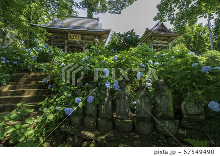 飯山市 高源院の山門 鍾塔とアジサイ 飯山市 高源院の山門 鍾塔とアジサイ 67549490