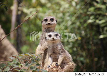 2匹のミーアキャット 67549704