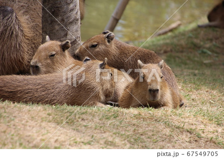 カピバラの親子 67549705