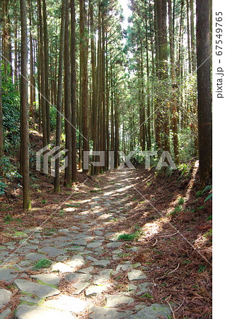 箱根旧街道の石畳 67549765