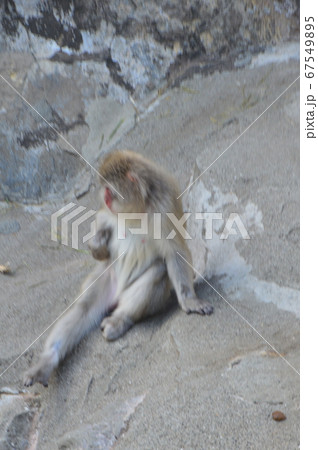ニホンザル（上野動物園／東京都台東区上野公園） 67549895
