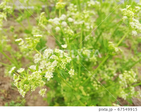 セロリの花 67549915