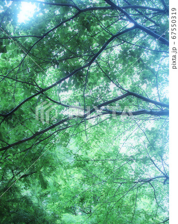 木漏れ日 67550319