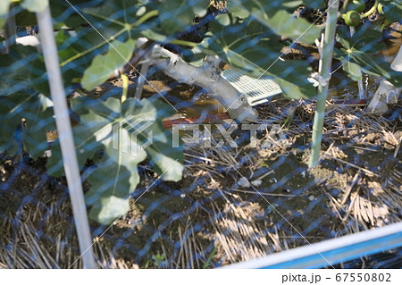 殺虫剤塗ったイチジク畑 67550802