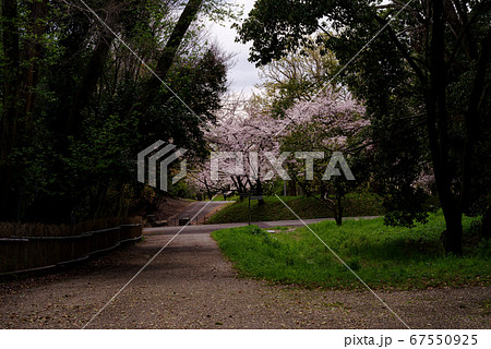 大阪豊中 桜の咲く服部緑地の薄暗い森の風景の写真素材