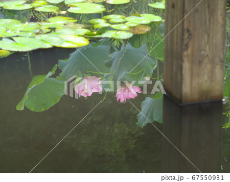 水面に映った蓮の花 67550931