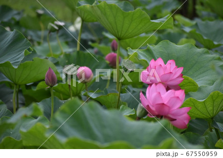 水滴が光る蓮の葉と、蓮の花と蓮の実。3 水滴が光る蓮の葉と、蓮の花と蓮の実。3 67550959