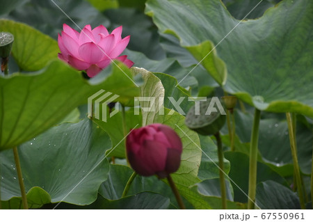 水滴が光る蓮の葉と 蓮の花と蓮の実 1の写真素材