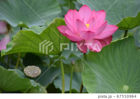 蓮の花と葉と実 蓮の花と葉と実 67550964