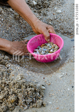 Fresh Wedge Shell (or scientific name is Donax Vittatus) from Digging in Plastic Basket for Seafood Cooking. 67551080