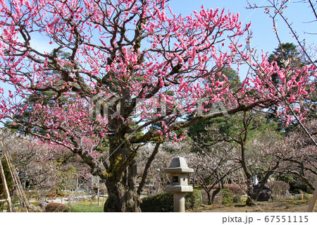 兼六園 梅園 67551115